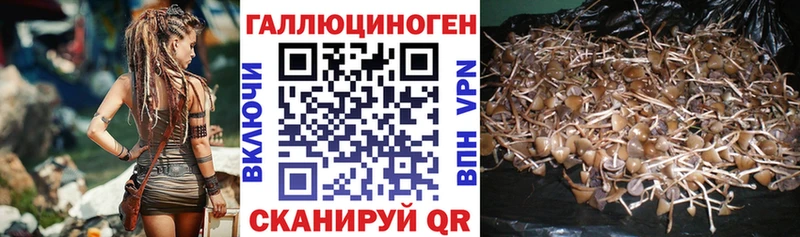Галлюциногенные грибы Psilocybe  Кореновск 